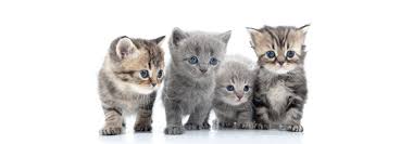 Chatons