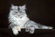 MaineCoon