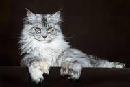 MaineCoon