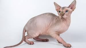 Sphynx