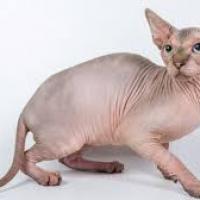 Sphynx